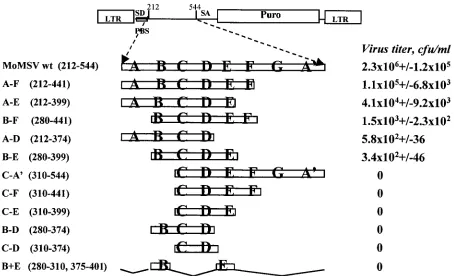 FIG. 2. Identiﬁcation of the minimal �constructs are named according to the stem-loops preserved in the constructs; numbers in parentheses indicate the nucleotides of the MoMSVsequence that are not affected by the deletion
