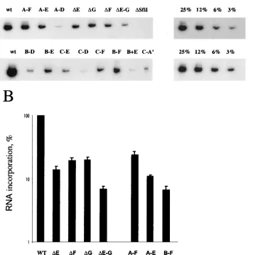 FIG. 3. Relative RNA incorporation into particles by MoMSV �RNA samples from pelleted virions