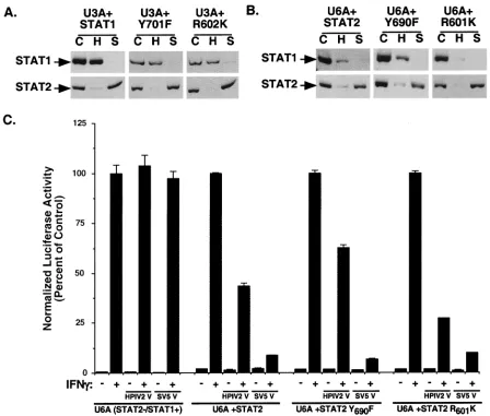 FIG. 4. STAT protein activation and dimerization are unnecessary for complementation of degradation competence