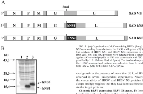 FIG. 1. (A) Organization of rRV containing HRSV (Long) NS1 orNS2 open reading frames between the RV G and L genes