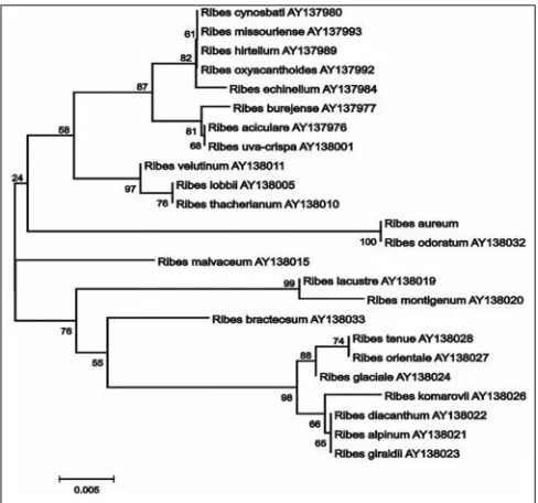 Figure 4: The phylogenetic tree made on the basis of nucleotide sequences of briar rRNA 18S used in the work