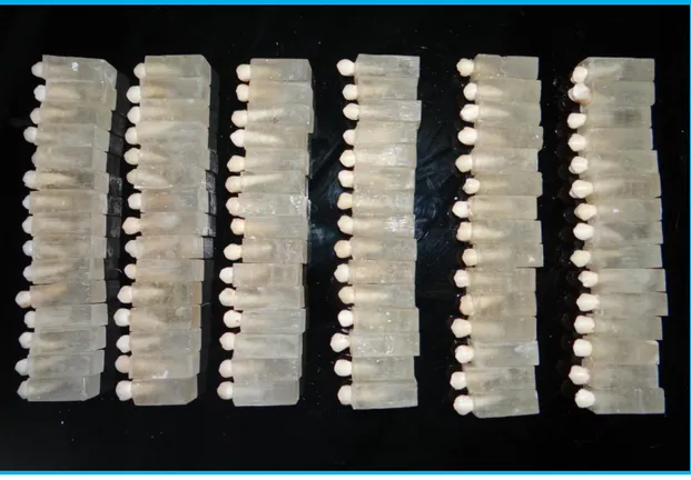 Figure 1: Premolars mounted in acrylic blocks 