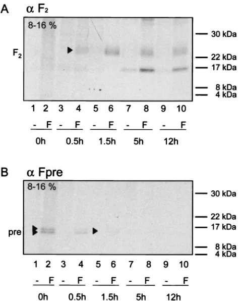 FIG. 7. Pulse-chase analysis of CDV F maturation. Vero cellsleft. The origin of the band of about 16 kDa detected 5 and 12 hantipeptide serum