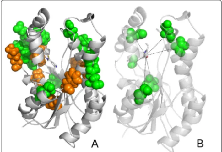 Figure 5 shows the residue-attribute mapping for the ETH ligand. In general the agreement between predicted and experimental binding modes is very satisfactory, as  illus-trated by the mapping of rule (2) to the experimental structure (Figure 5B)