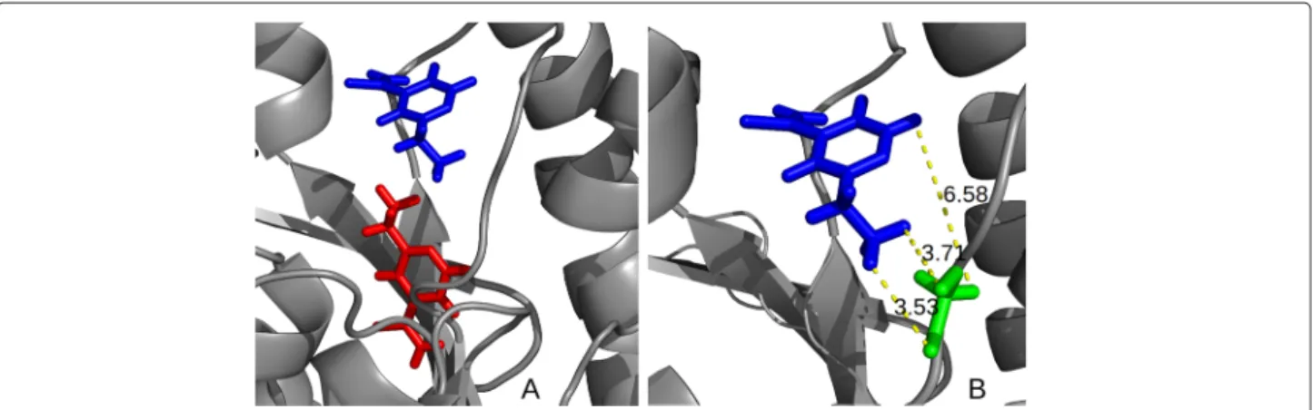 Figure 1 Molecular docking simulation. Figure 1 is divided as follows: (A) shows an example of a docking simulation from InhA, where the protein in ribbon is depicted in gray, the ETH ligand in its initial position is highlighted in red, and the ﬁnal posit