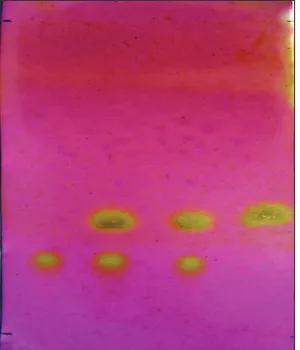 Figure 3: Chromatogram of the “placebo” solution to determine the indices “identification” and “assay”
