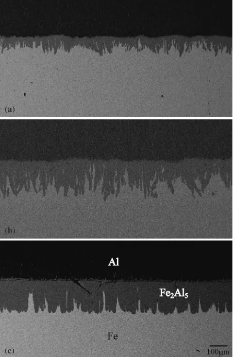 Fig. 1Back-scattered electron images of cross-section for the Fe/Aldiﬀusion couples annealed for t ¼ 1:5 � 102 s at (a) T ¼ 973 K, (b)T ¼ 1023 K and (c) T ¼ 1073 K.