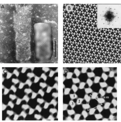 FIG. 2. (A) Tubular form of �with sodium silicotungstate (pH 6.9). Bar, 100 nm. (B) Projection map of the crystal lattice shown in panel A after correction for distortion