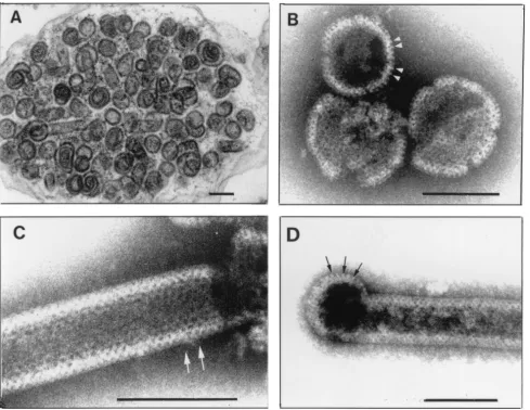 FIG. 3. Capsids produced in E. coliMagniﬁcation,holes are visible. Arrowheads point to surface projections