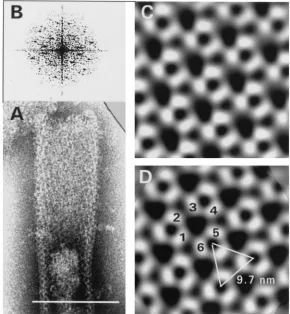 FIG. 4. Shadowed replica of freeze-etched Pro(�Shadows are dark. Magniﬁcation,fraction pattern of the tubular forms, tilted by)CA.NC capsids