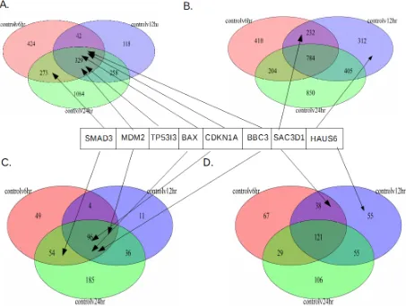 Figure 8: Venn Diagrams for RNA-seq and ChIP Genes: Shows the up and downregulated number of genes compared to the control for each treatment timepoint, and which timepoints those genes intersect, along with where SMAD3, MDM2, TP53I3, CDKN1A, BBC3, SAC3D1 