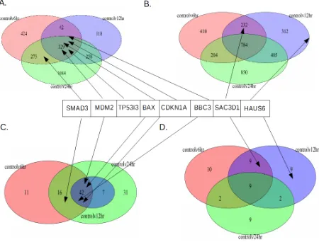 Figure 9: Venn Diagrams for RNA-seq and 5kb ChIP Genes: Shows the up and downregulated number of genes compared to the control for each treatment timepoint, and which timepoints those genes intersect, along with where SMAD3, MDM2, TP53I3, CDKN1A, BBC3, SAC