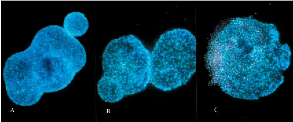 Fig. 1.Islet cell viability after 24-hr culturing at different media oxygen concentrations