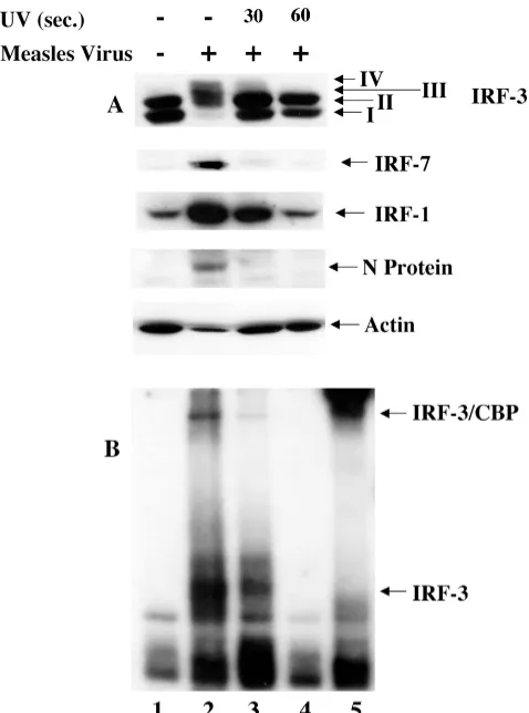 FIG. 2. IRF-3 activation requires viral transcription. (A) MeVstocks were UV treated for 0, 30, or 60 s and added to target A549 cells