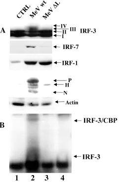 FIG. 3. IRF-3 activation requires a functional MeV polymerase.(A) Rescued MeV from wild-type cDNA (MeVwt) or cDNA encoding