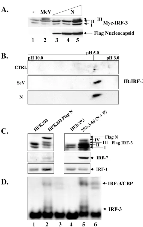 FIG. 5. Nucleocapsid protein alone induces IRF-3 phosphoryla-tion. (A) HEK293 cells in 10-cm plates were cotransfected with Myc-
