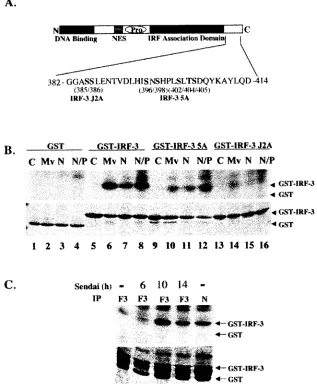 FIG. 6. Nucleocapsid protein induces and associates with the virus activated kinase (VAK)