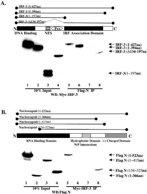 FIG. 7. Characterization of N and IRF-3 interaction. (A) HEK293cells stably expressing Flag-N in 10-cm plates were transfected with