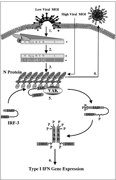 FIG. 8. Schematic representation of IRF-3 activation followingMeV infection. Following viral binding and fusion, the genome of