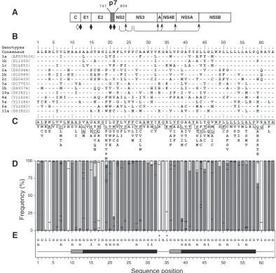 FIG. 1. Sequence analyses of p7. (A) Position of p7 in the HCV polyprotein. p7 numbering is according to genotype 1a HCV H strain consensuscDNA (26) (accession number AF009606)
