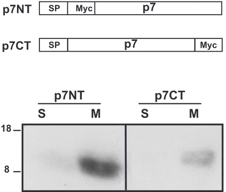 FIG. 2. p7 is an integral membrane protein. HepG2 cells werecoinfected with vTF7-3 and the appropriate vaccinia virus recombinant