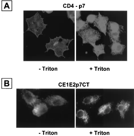 FIG. 3. CD4-p7 protein is exported to the cell surface. HepG2 cellswere coinfected with vTF7-3 and a vaccinia virus recombinant express-