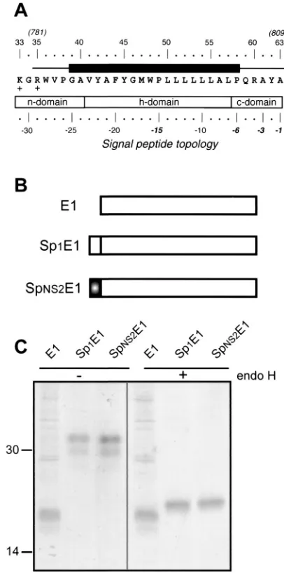 FIG. 5. Identiﬁcation of a signal sequence in the C-terminal half ofp7. (A) Sequence analysis of the C-terminal transmembrane domain of