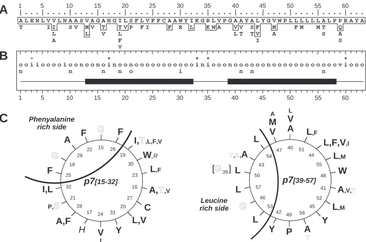 FIG. 7. Structural prediction for transmembrane domains of p7. (A) Repertoire of amino acids per position in 248 HCV isolates of clade 1(genotypes 1a, 1b, and 1c)