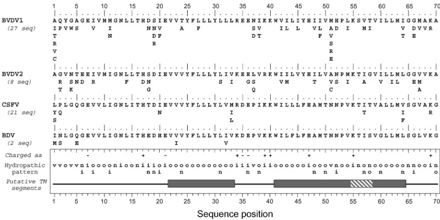 FIG. 8. Conservation and comparison of amino acid sequences of p7 of the four main types of pestiviruses
