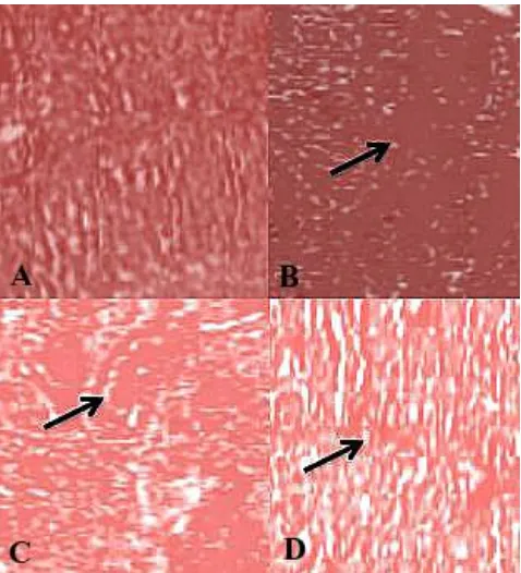 Figure 2. Histologic micrographs of the ovarian tissue in Sham (A), I (B), I/R (C), I/R/C (D),  groups