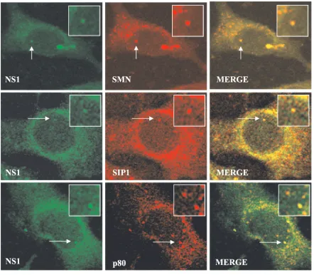 FIG. 2. Colocalization of SMN, p80 coilin, SIP1, and NS1 in transfected A9TRITC [red]), SIP1 (primary antibody: MANSIP1A; secondary antibody: anti-mouse TRITC conjugate [red]), p80 coilin (primary antibody: 5P10monoclonal antibody; secondary: anti-mouse TR