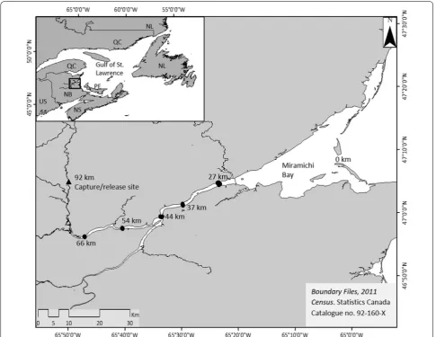 Fig. 1 Map of the Northwest Miramichi River in New Brunswick, Canada. Release and rotary screw trap indicated by the black triangle at the 92 km mark