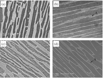 Fig. 11The variation of the � lamellar thickness in the AC and FC samplesduring thermal cycle without multi-step forging.