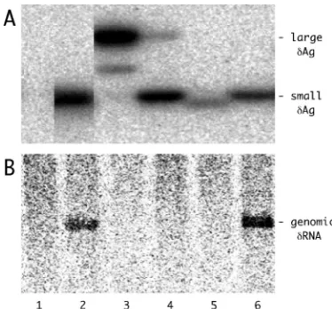 FIG. 6. Expression and functional tests of the R(75)Q small �produced following the change at nt 1375