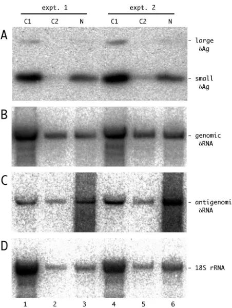 TABLE 4. Nuclear localization during HDV genome replicationa