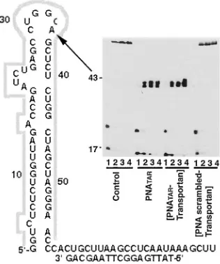 FIG. 3. Effect of PNATAR-transportan conjugate on reverse tran-scription on TAR RNA primed with the 17-mer DNA primer