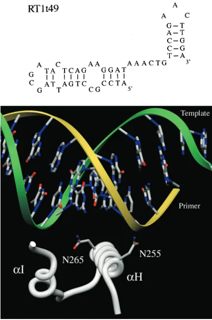 FIG. 2. Electrophoretic mobility shift assays to determine RT1t49-binding afﬁnities of WT and mutant RTs