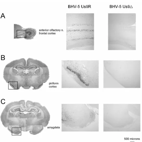 FIG. 5. Localization of viral antigen in brain sections. Animals were inoculated intranasally with either BHV-5Us9R or BHV-5Us9�described earlier (14, 28)
