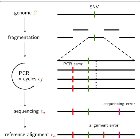 Figure 1 Accumulation and sources of errors in next generationsequencing reads. The identification of single nucleotide variations(green dashes) is complicated by various sources of error