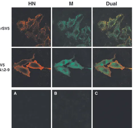 FIG. 10. Recombinant SV5 with truncated HN cytoplasmic tail is defective at an early step in budding