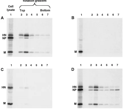 FIG. 1. Coexpression of multiple SV5 proteins in transfected cells leads to budding of particles