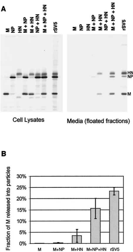 FIG. 2. Requirements for the release of particles containing SV5proteins from transfected cells