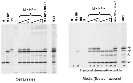 FIG. 3. SV5 F protein can replace HN for budding of particles. 293T cells were either infected with rSV5 or transfected with plasmids asindicated