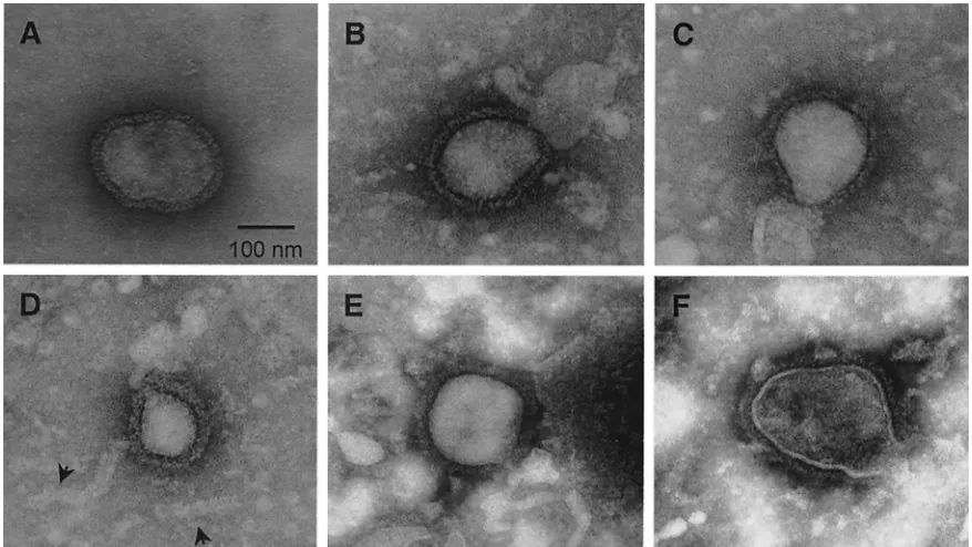 FIG. 5. Particles released into the media upon coexpression of SV5 proteins resemble authentic SV5 virions
