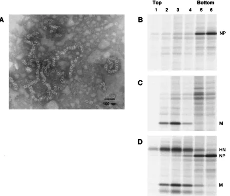 FIG. 6. SV5 NP protein expressed in cells assembles into nucleocapsid-like structures