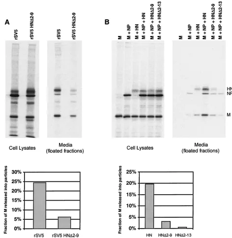 FIG. 7. Truncation of the HN cytoplasmic tail results in defective budding of both recombinant viruses and VLPs