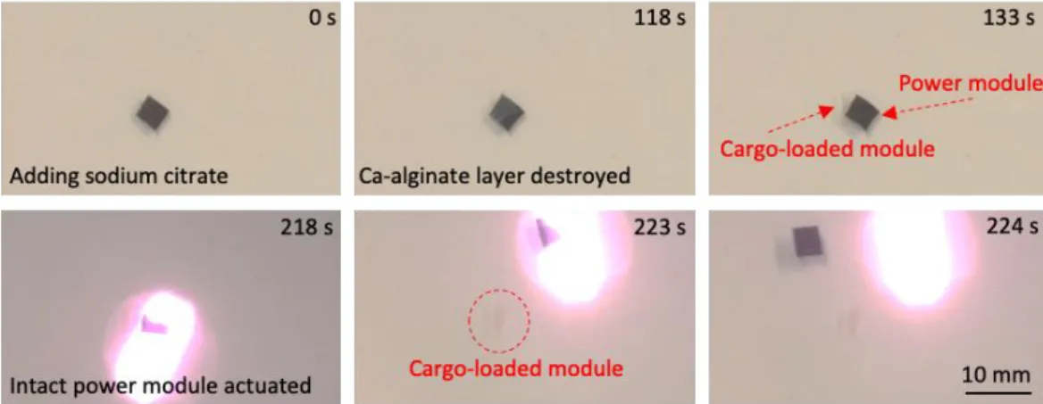 Figure  S14.  Collection  of  power  module  after  cargo  release. After  adding  sodium  citrate, the Ca-alginate layer is destroyed and peels off from GO-Au NR layer for cargo  release