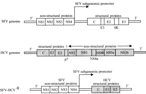 FIG. 1. Organization of SFV and HCV RNA genomes and description of our SFV-HCVdjFlaviviruses differ from alphaviruses in genome structure (structural genes situated at the 5 DNA construct encoding HCV structural proteins.� end of the genome) and in the absence of subgenomicRNA.