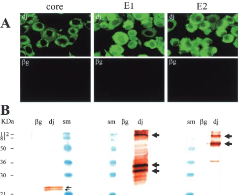 FIG. 2. Production of HCV structural proteins in BHK-21 cells following electroporation