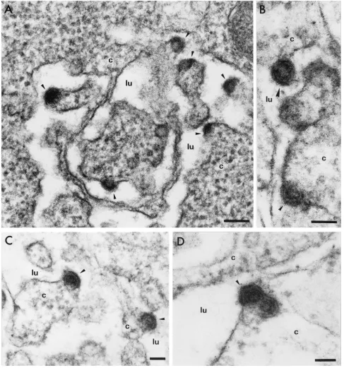 FIG. 4. Electron micrographs at high magniﬁcation of ultrathin sections of BHK-21 cells electroporated with the HCVdj(A) and 50 nm (B, C, and D)